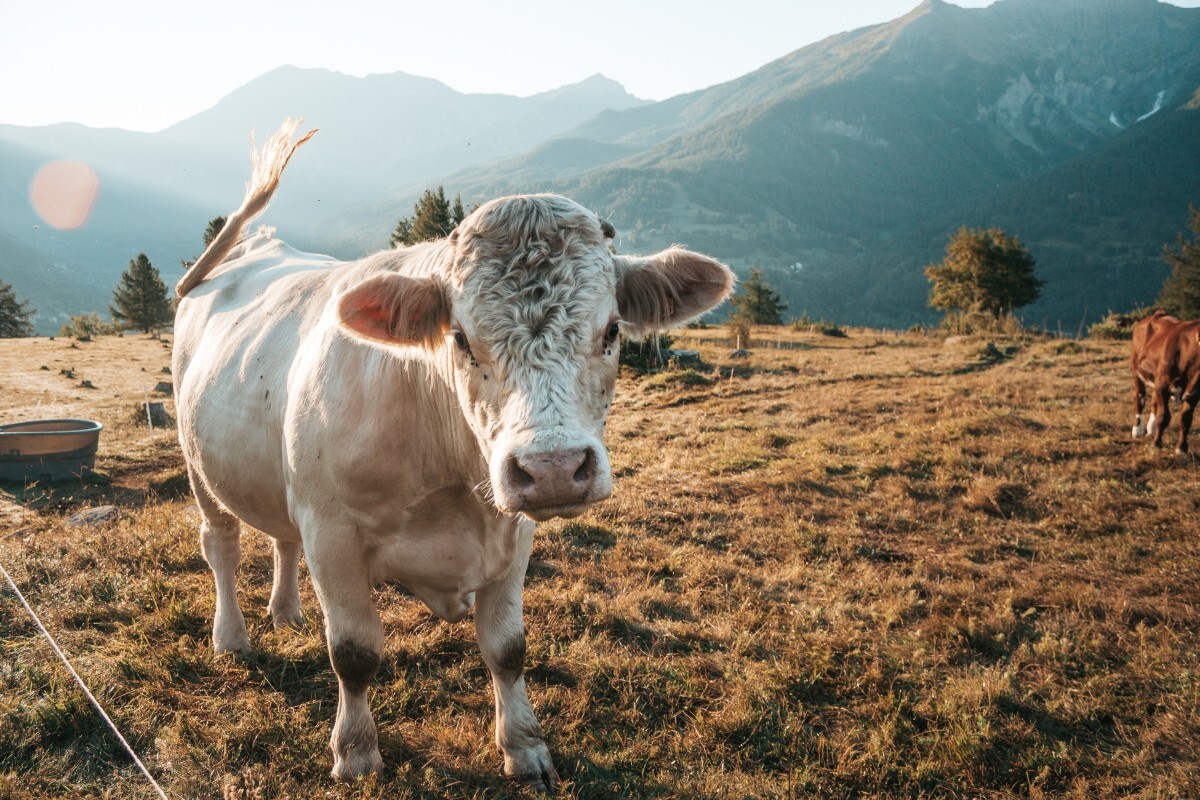 animal_close_up_countryside_cow_farm_Laurine_Bailly_life_of_pix_nature-1615636